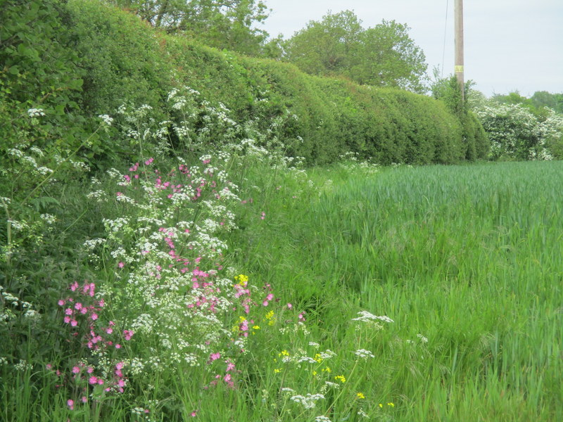 hedgerow